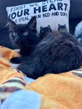 Sunshine & Tulip -  Domestic Medium Hair Cat for Adoption in Andover, Connecticut - Sunshine & Tulip | PetCurious