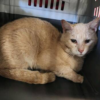 Dr. Tom -  Domestic Short Hair Cat for Adoption in Charleston, West Virginia - Dr. Tom | PetCurious