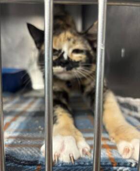 Calico Cats Available for Adoption - Alysa Liu Liu | PetCurious