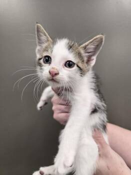 French Toast Sticks -  Domestic Short Hair Cat for Adoption in Wellington, Kansas - French Toast Sticks | PetCurious
