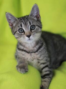 Bruna -  Domestic Short Hair and Tabby Cat for Adoption in Algood, Tennessee - Bruna | PetCurious