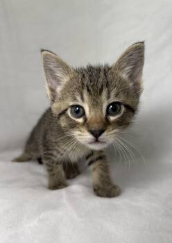 Domestic Short Hair and Tabby Cats Available for Adoption in Greensboro, North Carolina - Jack Sparrow | PetCurious