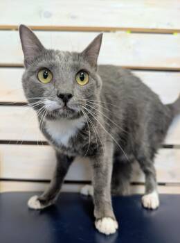 Electra -  Domestic Short Hair Cat for Adoption in Palm Harbor, Florida - Electra | PetCurious