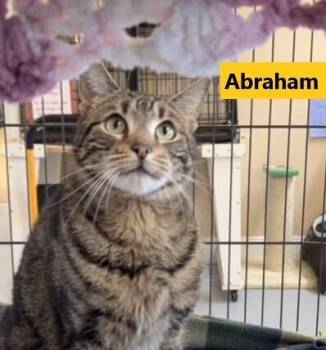 Domestic Short Hair Cats Available for Adoption in Southbury, Connecticut - ABRAHAM | PetCurious