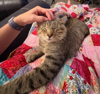 Henry -  Domestic Short Hair Cat for Adoption in Minneapolis, Minnesota - Henry | PetCurious