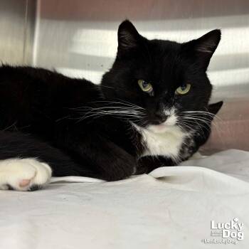 Domestic Medium Hair Cats Available for Adoption - Mr. Meow Man | PetCurious