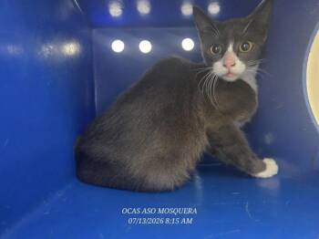 A600416 -  Domestic Short Hair Cat for Adoption in Orlando, Florida - A600416 | PetCurious