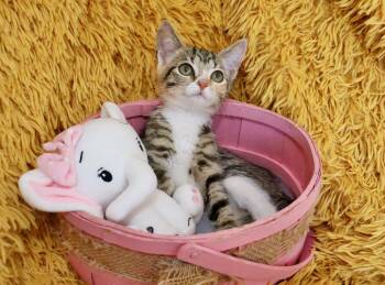 Saffron -  Calico and Torbie Cat for Adoption in St. Augustine, Florida - Saffron | PetCurious