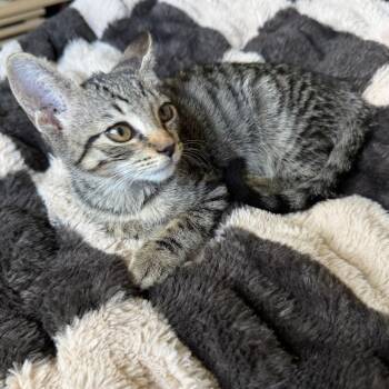 Emma -  Domestic Short Hair Cat for Adoption in Houston, Texas - Emma | PetCurious