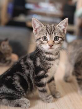 Domestic Short Hair and Tabby Cats Available for Adoption in New York, New York - Fiona  | PetCurious