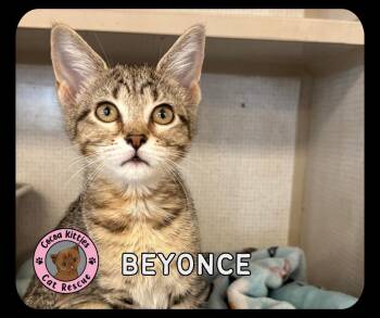 Beyonce -  Domestic Short Hair Cat for Adoption in Hershey, Pennsylvania - Beyonce | PetCurious