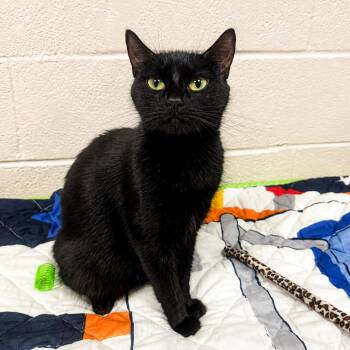 Perola -  Domestic Short Hair Cat for Adoption in Hopkinton, Massachusetts - Perola | PetCurious
