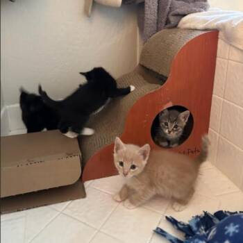 Cream Cheese -  Domestic Short Hair Cat for Adoption in Incline Village, Nevada - Cream Cheese | PetCurious