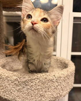 Rescue Calico and Tabby Cats for Adoption in Capshaw, Alabama - FETTUCCINE | PetCurious