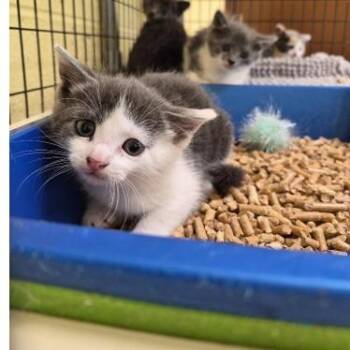 Peppa -  Domestic Short Hair Cat for Adoption in New York, New York - Peppa | PetCurious
