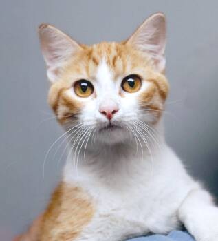 Jacaerys (AO37564) -  Domestic Short Hair Cat for Adoption in Kansas City, Kansas - Jacaerys (AO37564) | PetCurious