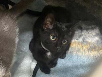 BARBARA -  Domestic Short Hair Cat for Adoption in Tustin, California - BARBARA | PetCurious