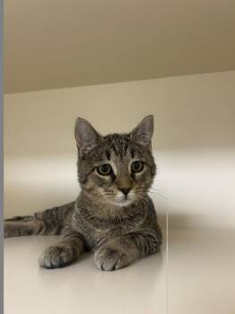 Kali -  Domestic Short Hair Cat for Adoption in Lancaster, Pennsylvania - Kali | PetCurious