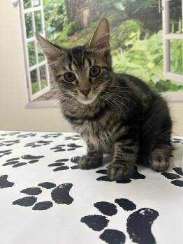 Colby -  Domestic Medium Hair Cat for Adoption in Lancaster, Pennsylvania - Colby | PetCurious