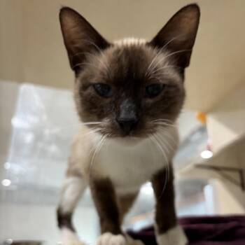 Philip -  Siamese Cat for Adoption in Harlingen, Texas - Philip | PetCurious