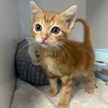 Booker -  Domestic Short Hair Cat for Adoption in West Point, Mississippi - Booker | PetCurious