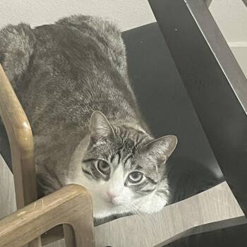 Domestic Short Hair Cats Available for Adoption in Las Vegas, Nevada - Olaf | PetCurious