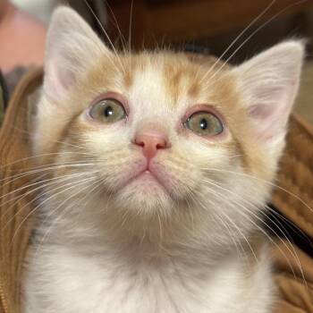 Miracle Max-CA -  Domestic Short Hair Cat for Adoption in Tallahassee, Florida - Miracle Max-CA | PetCurious
