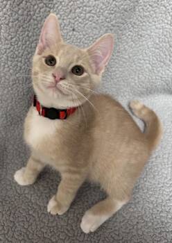 Muscadine -  Domestic Short Hair Cat for Adoption in Madison, Georgia - Muscadine | PetCurious