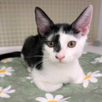 Bambi -  Domestic Short Hair Cat for Adoption in Buffalo, New York - Bambi | PetCurious