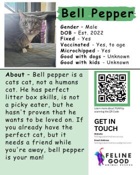 Bell Pepper -  Domestic Medium Hair Cat for Adoption in Eugene, Oregon - Bell Pepper | PetCurious