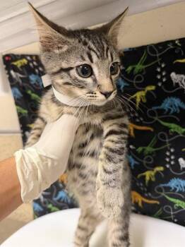 MOON -  Domestic Short Hair Cat for Adoption in Riverside, California - MOON | PetCurious