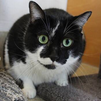Domestic Short Hair Cats Available for Adoption - Ruth | PetCurious