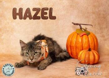 Rescue Domestic Medium Hair Cats for Adoption in Douglas, Georgia - Hazel | PetCurious