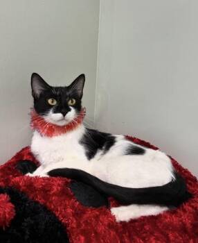 Domestic Short Hair Cats Available for Adoption in Picayune, Mississippi - Oreo | PetCurious