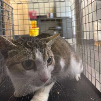 Domestic Short Hair Cats Available for Adoption in Columbiana, Alabama - Feral Kay | PetCurious