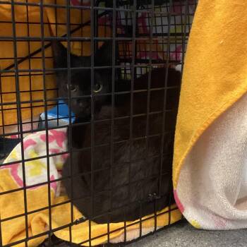 Domestic Short Hair Cats Available for Adoption in Montgomery, Alabama - Little Black Feral | PetCurious