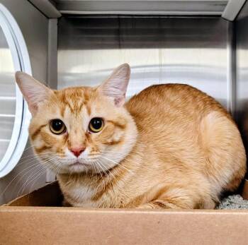 POTTER -  Domestic Short Hair Cat for Adoption in St. Louis, Missouri - POTTER | PetCurious