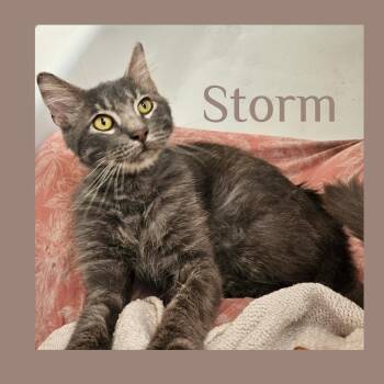 Rescue Tabby Cats for Adoption in Lawton, Oklahoma - STORM | PetCurious