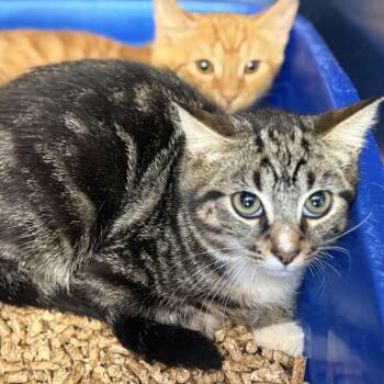 Leap -  Domestic Short Hair Cat for Adoption in Ridgely, Maryland - Leap | PetCurious