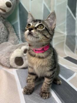 261234  Dove -  Domestic Short Hair Cat for Adoption in Wetumpka, Alabama - 261234  Dove | PetCurious