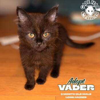 Vader -  Domestic Short Hair Cat for Adoption in Wilmington, North Carolina - Vader | PetCurious