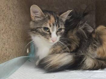 BOBA TEA -  Domestic Long Hair Cat for Adoption in Hagerstown, Maryland - BOBA TEA | PetCurious