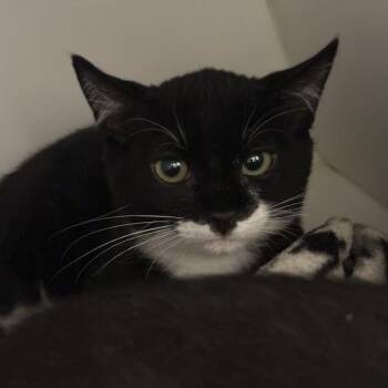 Boardwalk -  Domestic Short Hair Cat for Adoption in Walnut Creek, California - Boardwalk | PetCurious
