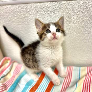 Skitty -  Domestic Short Hair Cat for Adoption in Galveston, Texas - Skitty | PetCurious