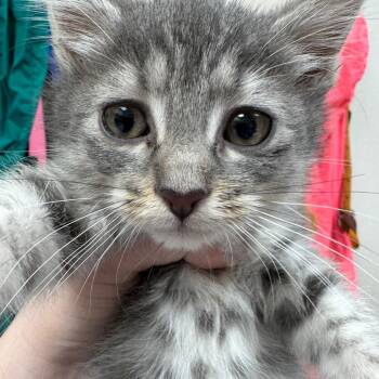 Emerald Jade Green Ball (Group 1) -  Domestic Short Hair Cat Available for Adoption in Pekin, Illinois - Emerald Jade Green Ball (Group 1) | PetCurious
