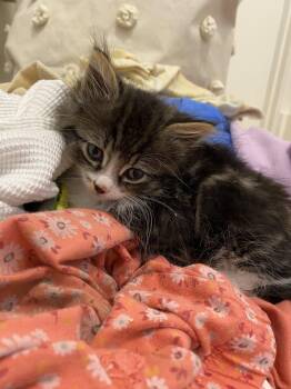 Franklin (bonded with James) -  Domestic Short Hair Cat for Adoption in Oakland, California - Franklin (bonded With James) | PetCurious