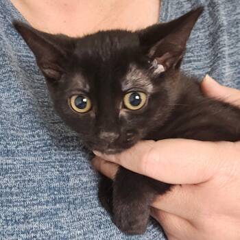 Rescue Domestic Medium Hair Cats for Adoption in Eagle Mountain, Utah - Piecrust Orr | PetCurious