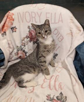 Ivory Ella -  Domestic Short Hair Cat for Adoption in Hoyleton, Illinois - Ivory Ella | PetCurious