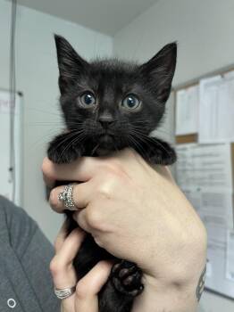 Ronald -  Domestic Short Hair Cat for Adoption in Bolivar, Missouri - Ronald | PetCurious