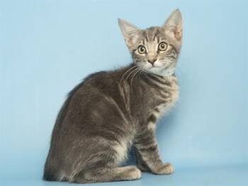 JAMES -  Domestic Short Hair Cat for Adoption in Phoenix, Arizona - JAMES | PetCurious